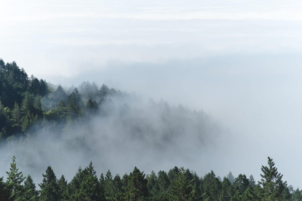 Mist in een natuurlandschap